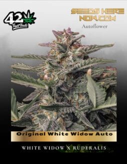 Original White Widow Auto (Feminized) (space) Fast Buds