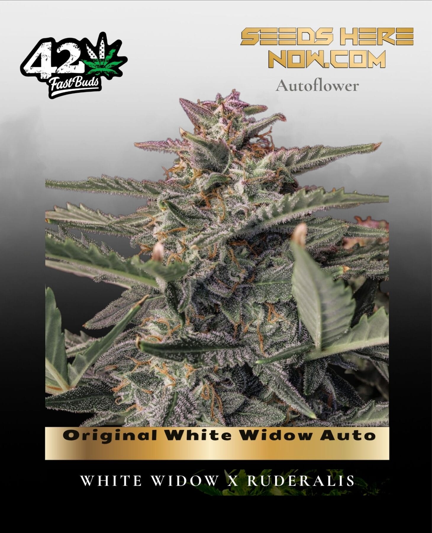 Original White Widow Auto (Feminized) - Fast Buds