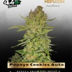 Papaya Cookies Auto (Feminized) - Fast Buds