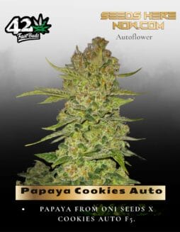 Papaya Cookies Auto (Feminized) (space) Fast Buds