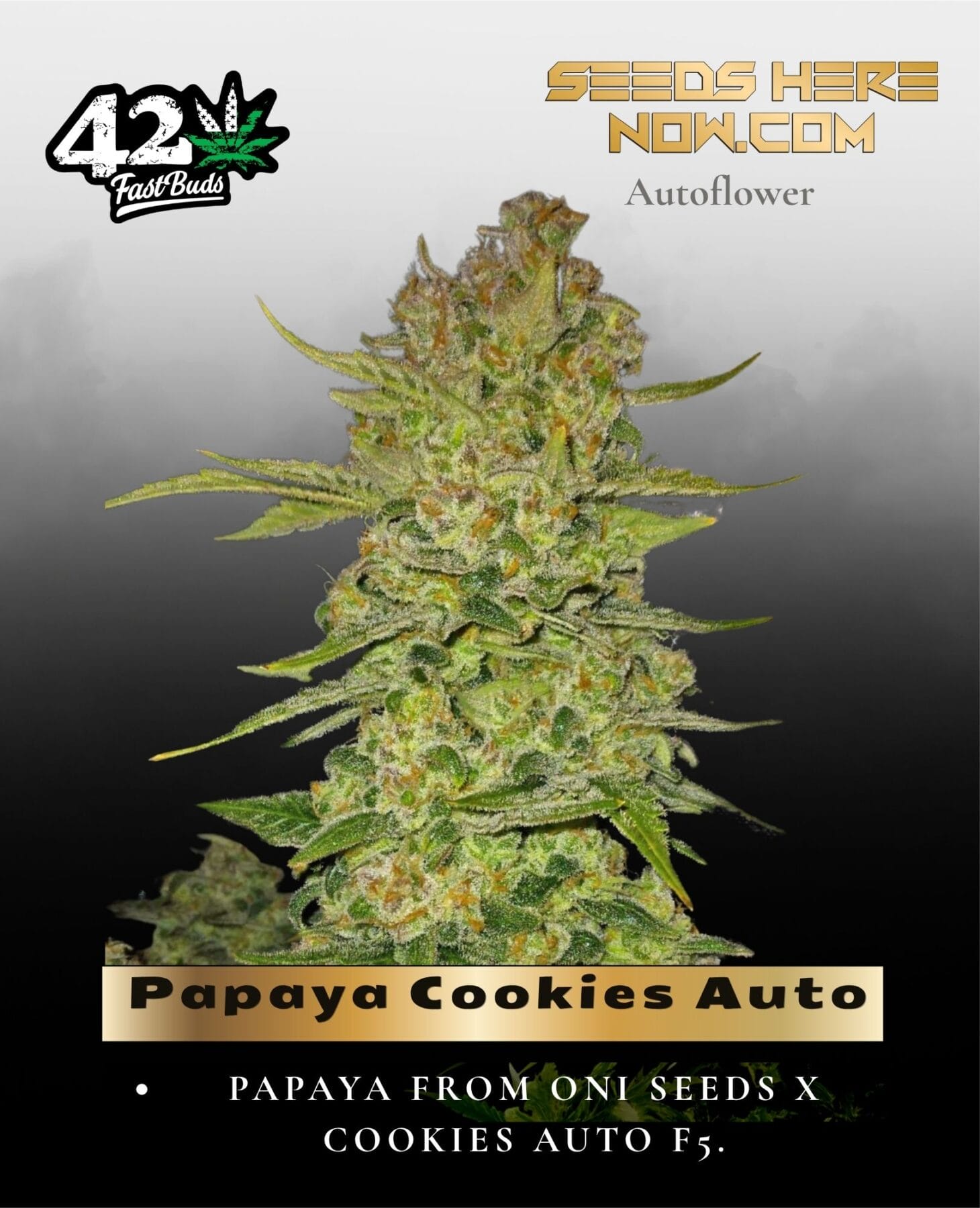 Papaya Cookies Auto (Feminized) - Fast Buds