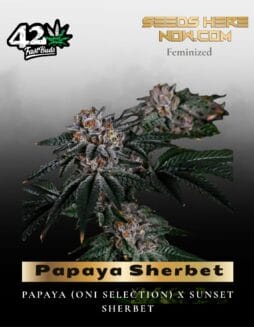 Papaya Sherbert (Feminized) (space) Fast Buds