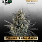 Pound Cake Auto (Feminized) - Fast Buds