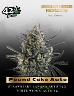 Pound Cake Auto (Feminized) (space) Fast Buds