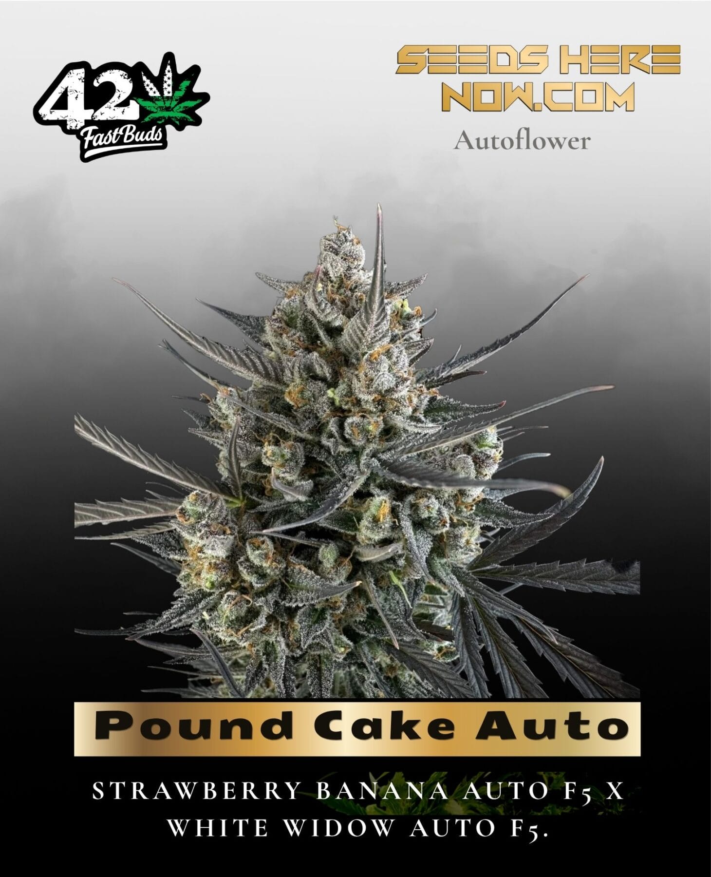 Pound Cake Auto (Feminized) - Fast Buds