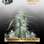 Pineapple Express Auto (Feminized) - Fast Buds