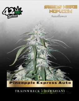 Pineapple Express Auto (Feminized) (space) Fast Buds