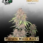 Purple Haze Auto (Feminized) - Fast Buds