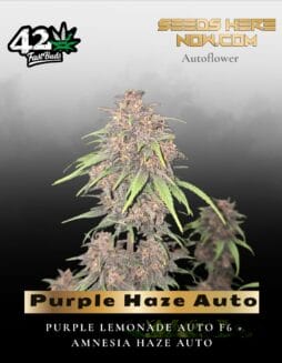 Purple Haze Auto (Feminized) (space) Fast Buds