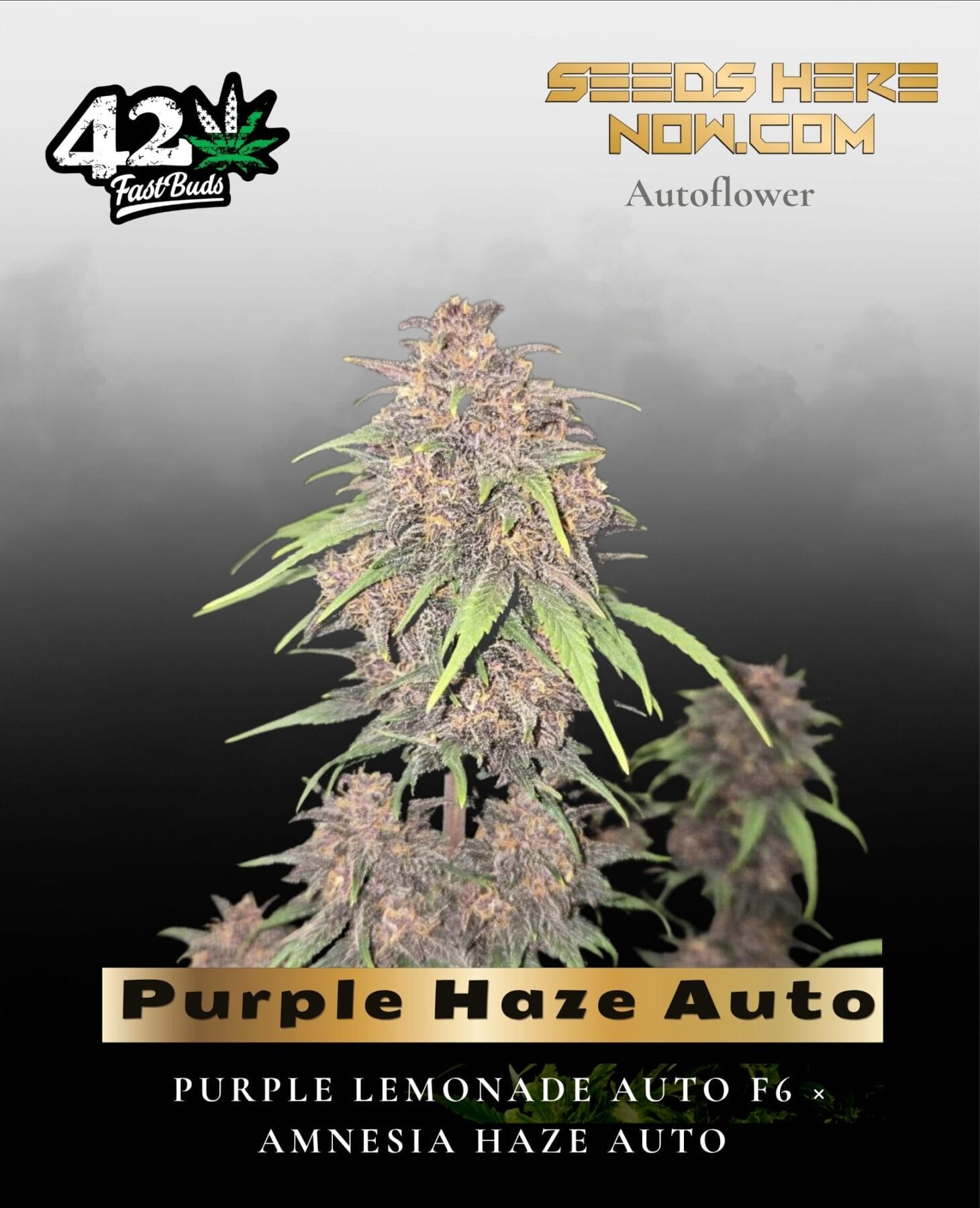 Purple Haze Auto (Feminized) - Fast Buds