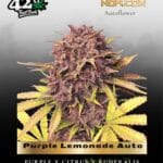 Purple Lemonade Auto (Feminized) - Fast Buds