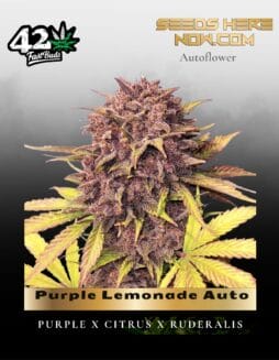 Purple Lemonade Auto (Feminized) (space) Fast Buds