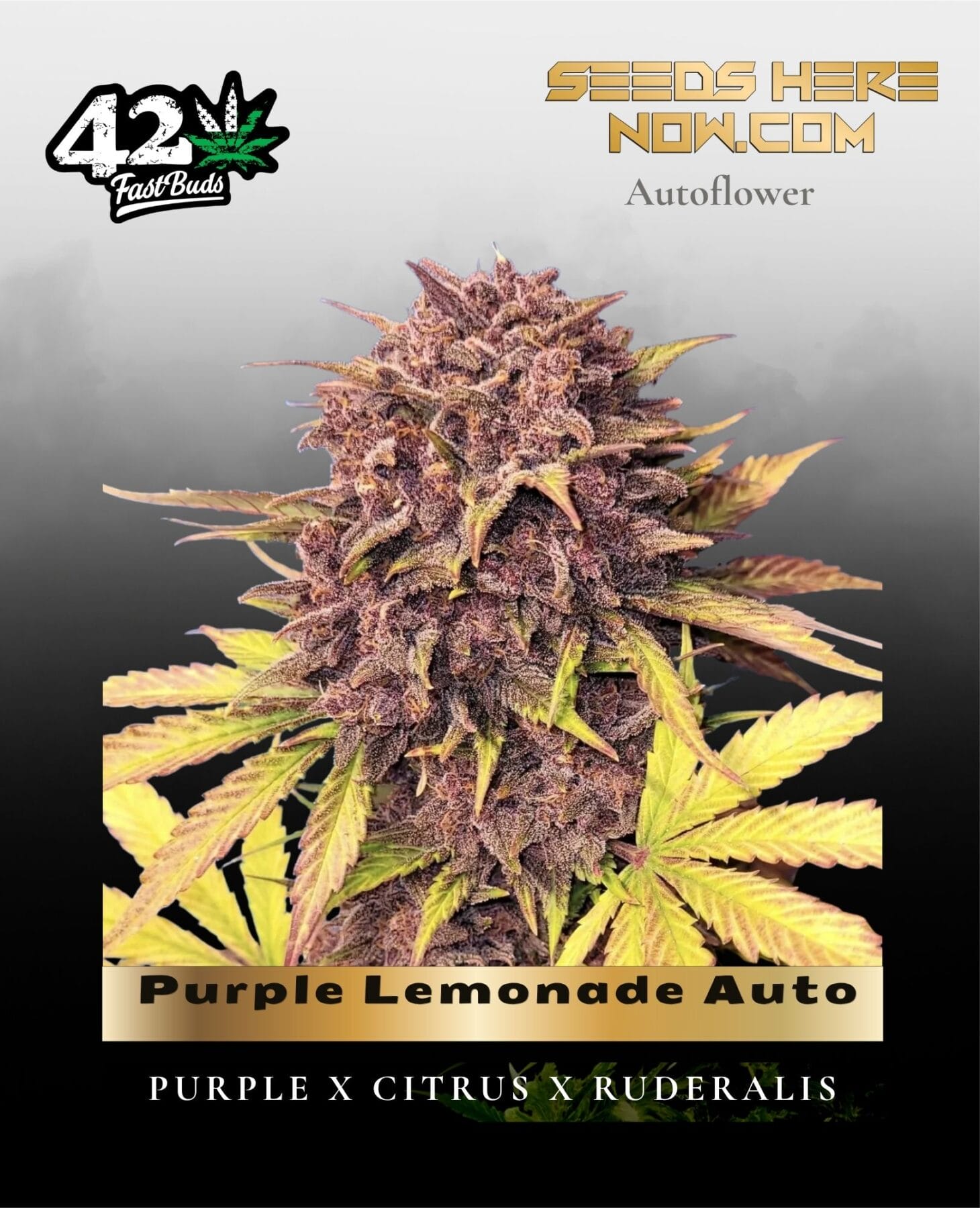 Purple Lemonade Auto (Feminized) - Fast Buds