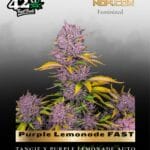 Purple Lemonade FAST (Feminized) - Fast Buds