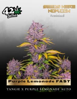 Purple Lemonade FAST (Feminized) (space) Fast Buds