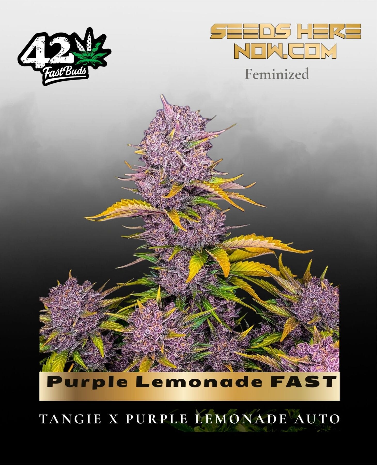 Purple Lemonade FAST (Feminized) - Fast Buds