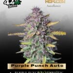 Purple Punch Auto (Feminized) - Fast Buds