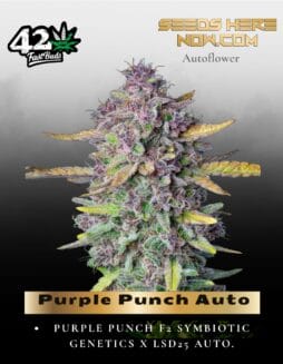 Purple Punch Auto (Feminized) (space) Fast Buds