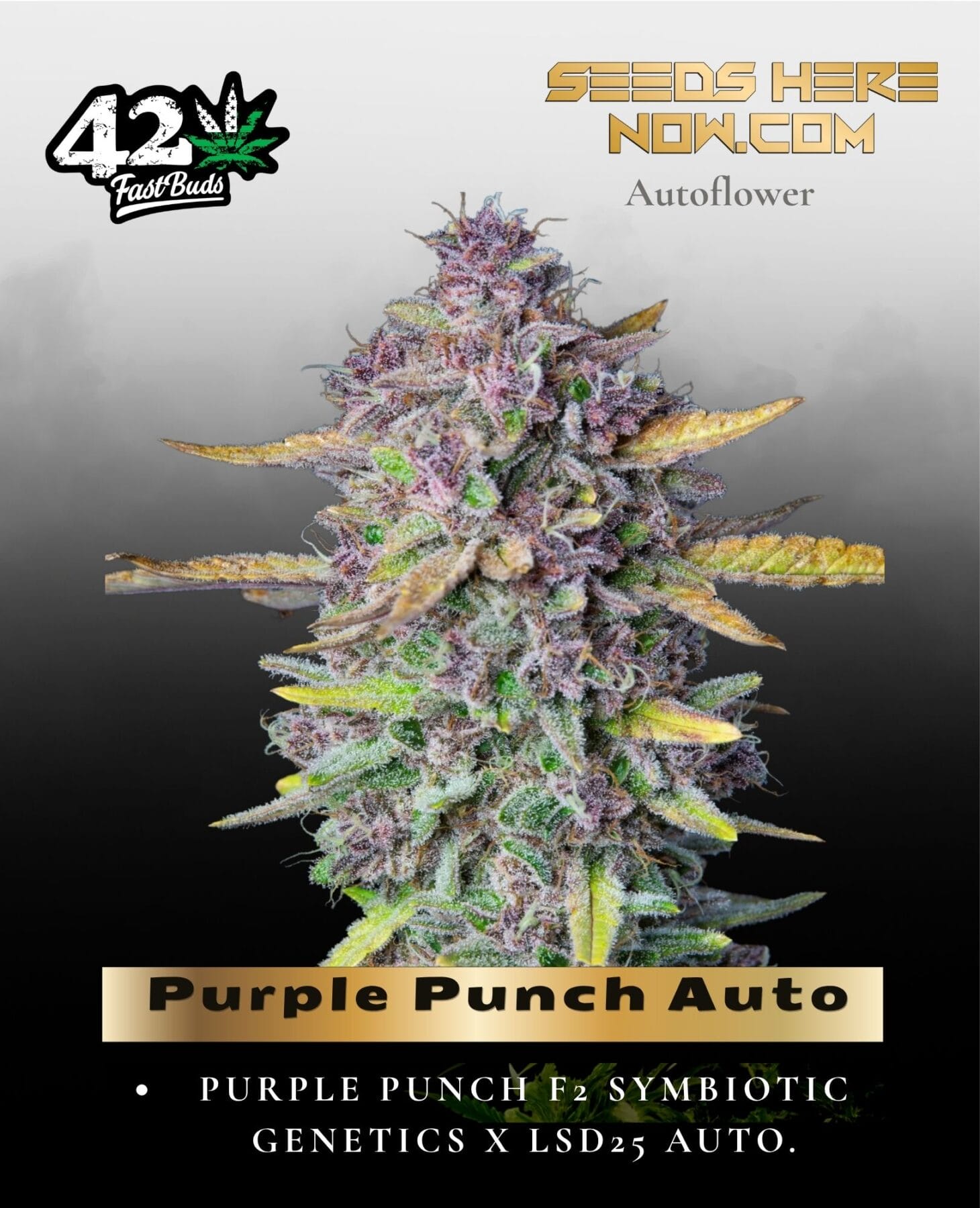 Purple Punch Auto (Feminized) - Fast Buds