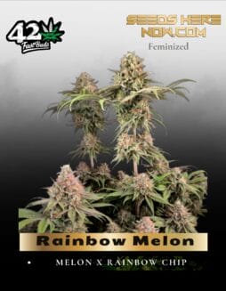 Rainbow Melon (Feminized) (space) Fast Buds