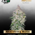Stardawg Auto (Feminized) - Fast Buds