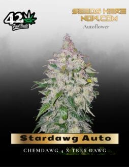 Stardawg Auto (Feminized) (space) Fast Buds