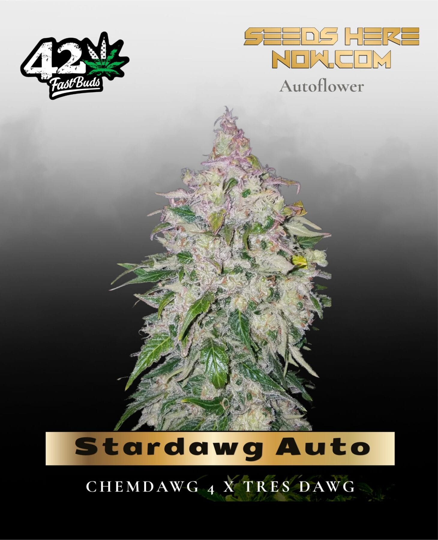 Stardawg Auto (Feminized) - Fast Buds