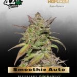Smoothie Auto (Feminized) - Fast Buds