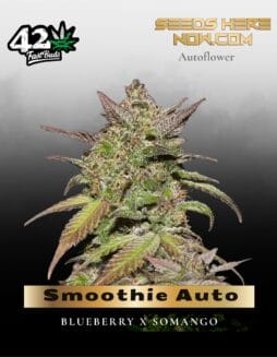Smoothie Auto (Feminized) (space) Fast Buds