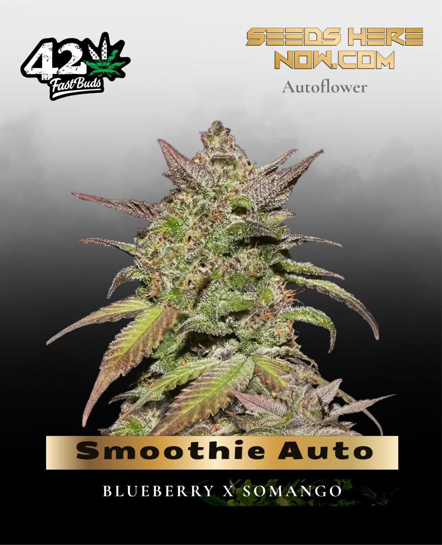 Smoothie Auto (Feminized) - Fast Buds