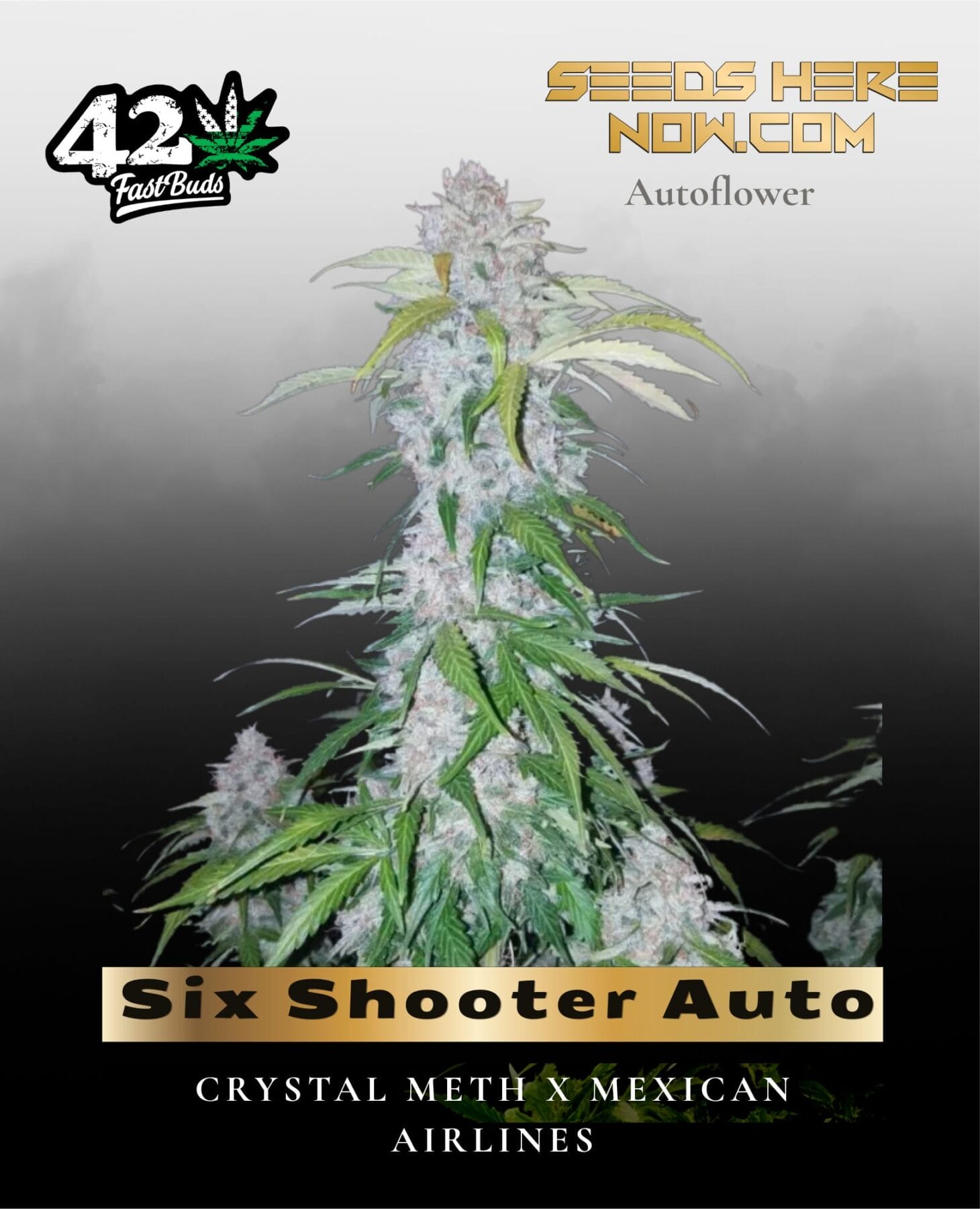 Six Shooter Auto (Feminized) - Fast Buds