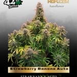 Strawberry Banana Auto (Feminized) - Fast Buds