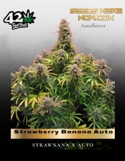 Strawberry Banana Auto (Feminized) (space) Fast Buds