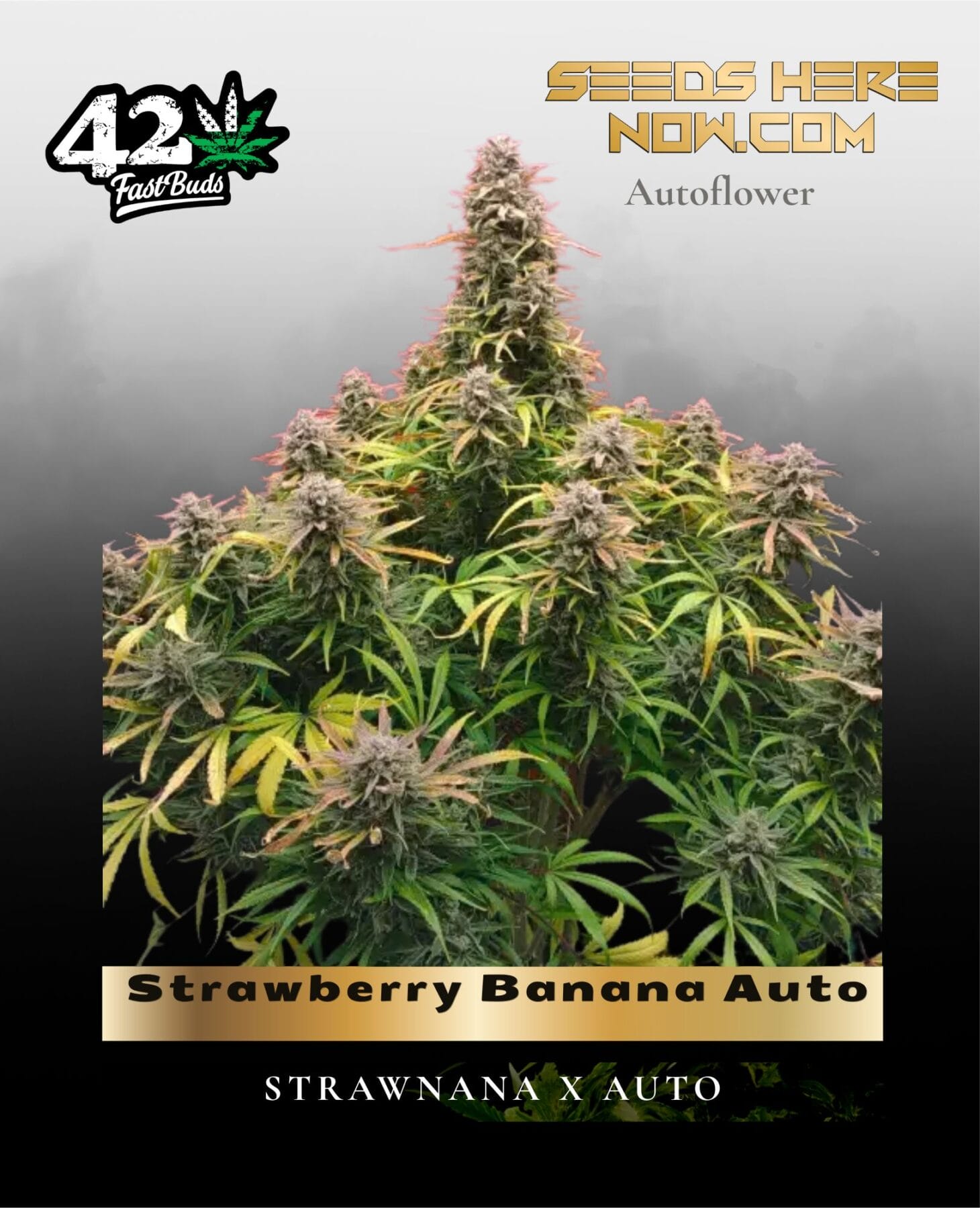 Strawberry Banana Auto (Feminized) - Fast Buds