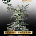 Strawberry Gorilla Auto (Feminized) - Fast Buds