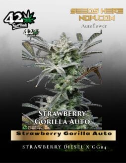 Strawberry Gorilla Auto (Feminized) (space) Fast Buds