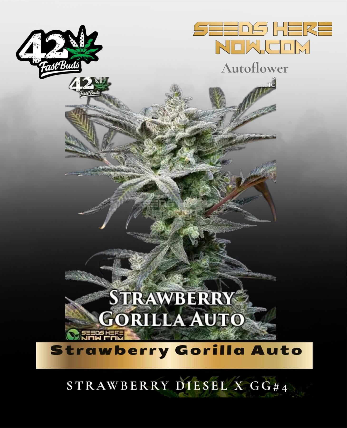 Strawberry Gorilla Auto (Feminized) - Fast Buds
