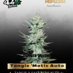 Tangie Auto (Feminized) - Fast Buds