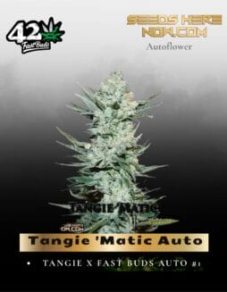 Tangie Auto (Feminized) (space) Fast Buds