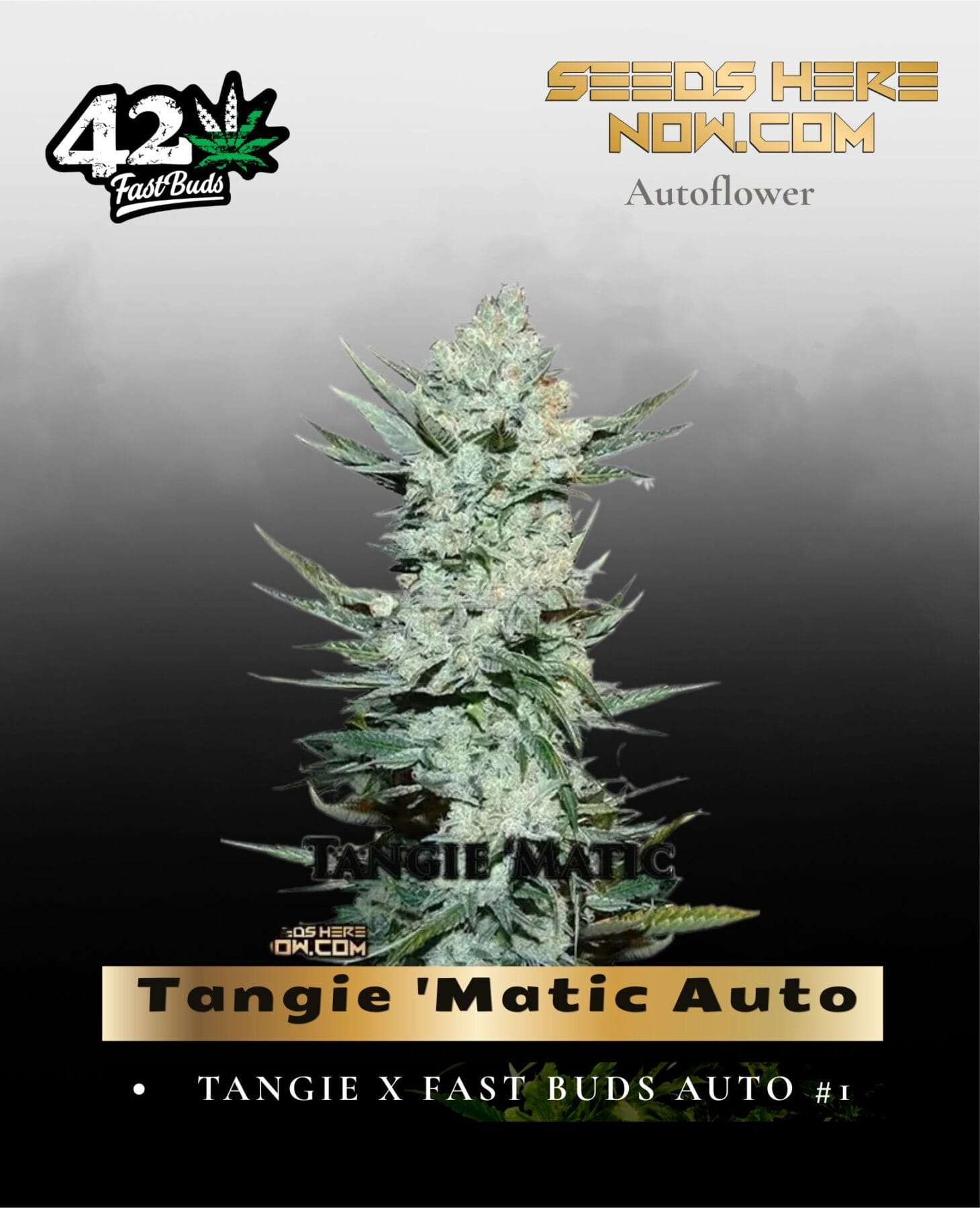 Tangie Auto (Feminized) - Fast Buds