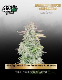 Original Trainwreck Auto (Feminized) (space) Fast Buds