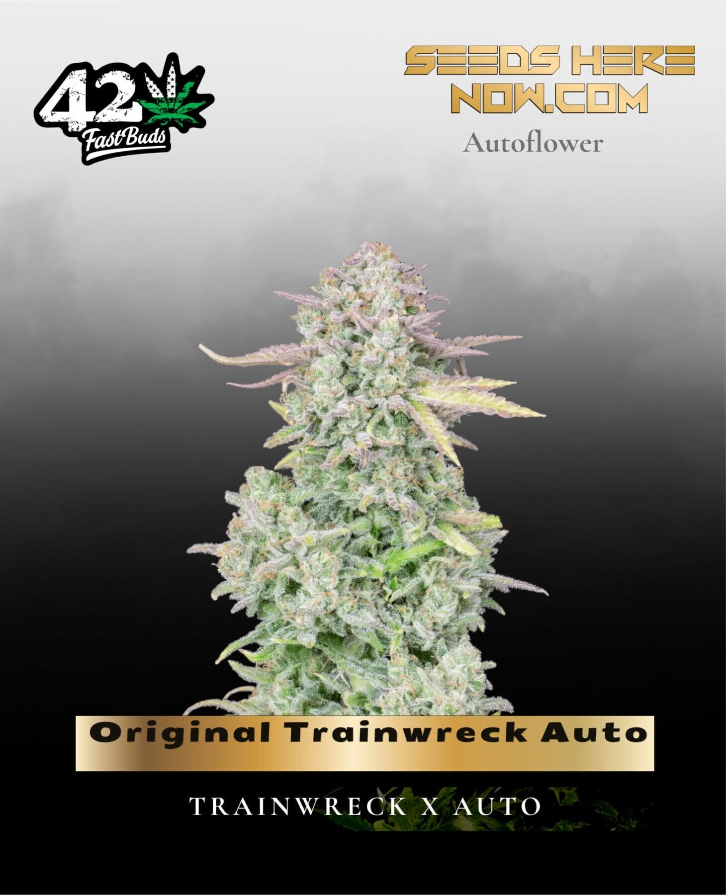 Original Trainwreck Auto (Feminized) - Fast Buds