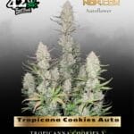 Tropicana Cookies Auto (Feminized) - Fast Buds
