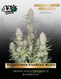 Tropicana Cookies Auto (Feminized) (space) Fast Buds
