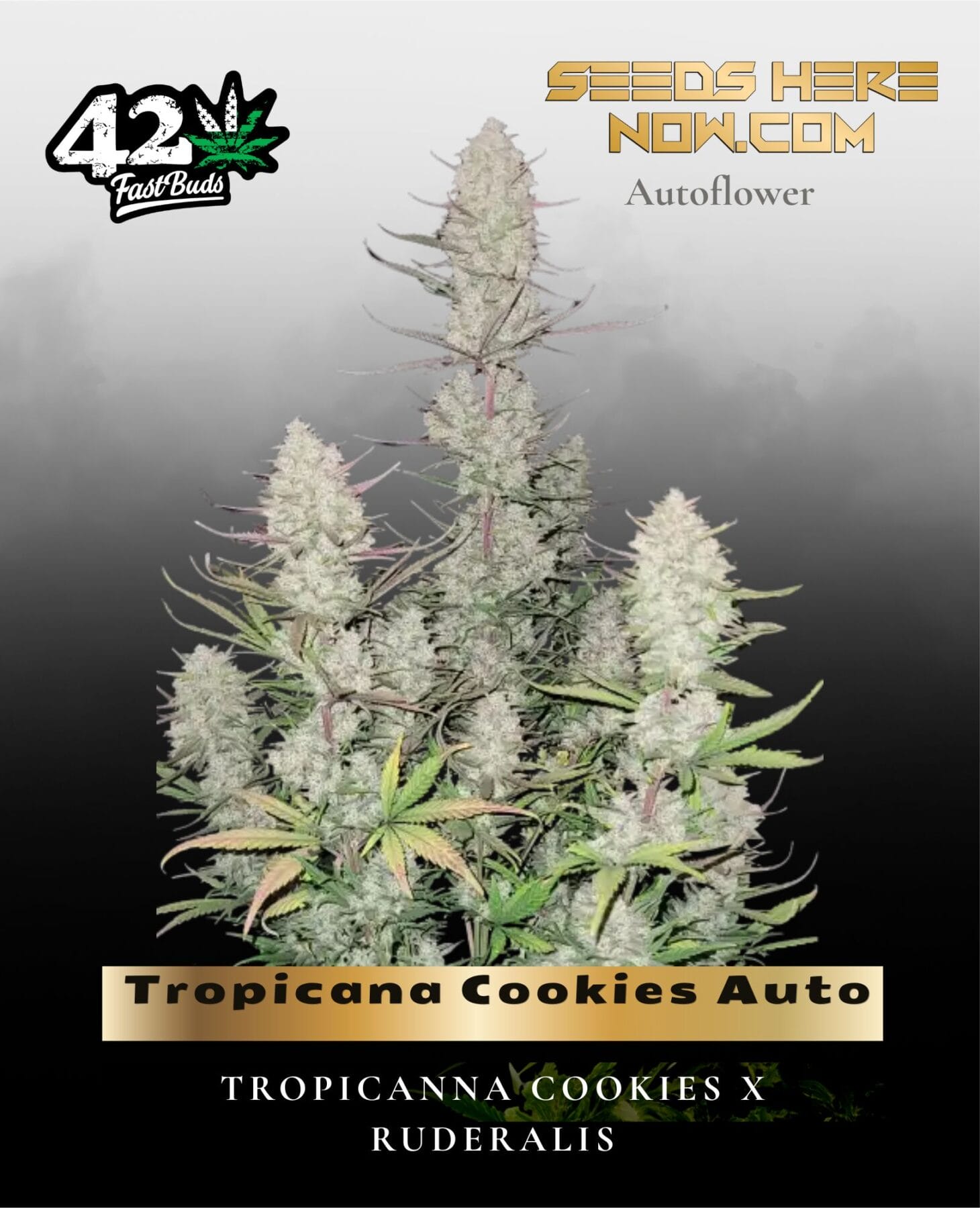 Tropicana Cookies Auto (Feminized) - Fast Buds