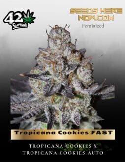 Tropicana Cookies FAST (Feminized) (space) Fast Buds