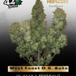 West Coast O.G. Auto (Feminized) - Fast Buds