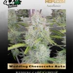 Wedding Cheesecake Auto (Feminized) - Fast Buds