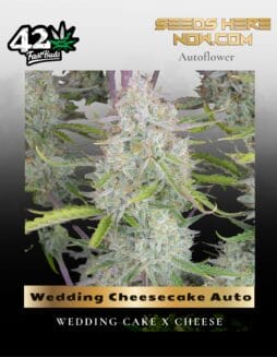 Wedding Cheesecake Auto (Feminized) (space) Fast Buds