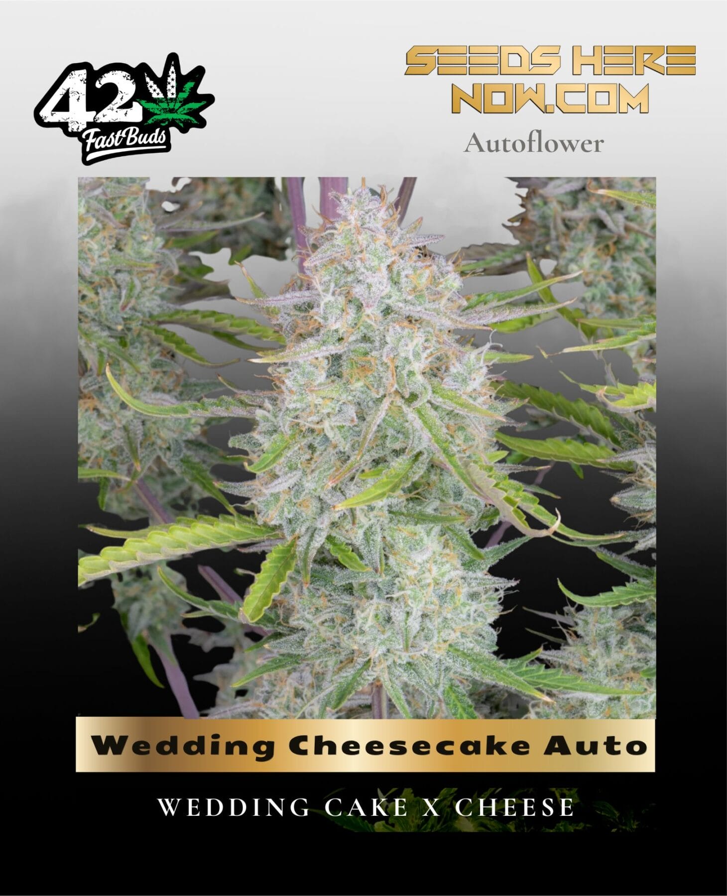 Wedding Cheesecake Auto (Feminized) - Fast Buds
